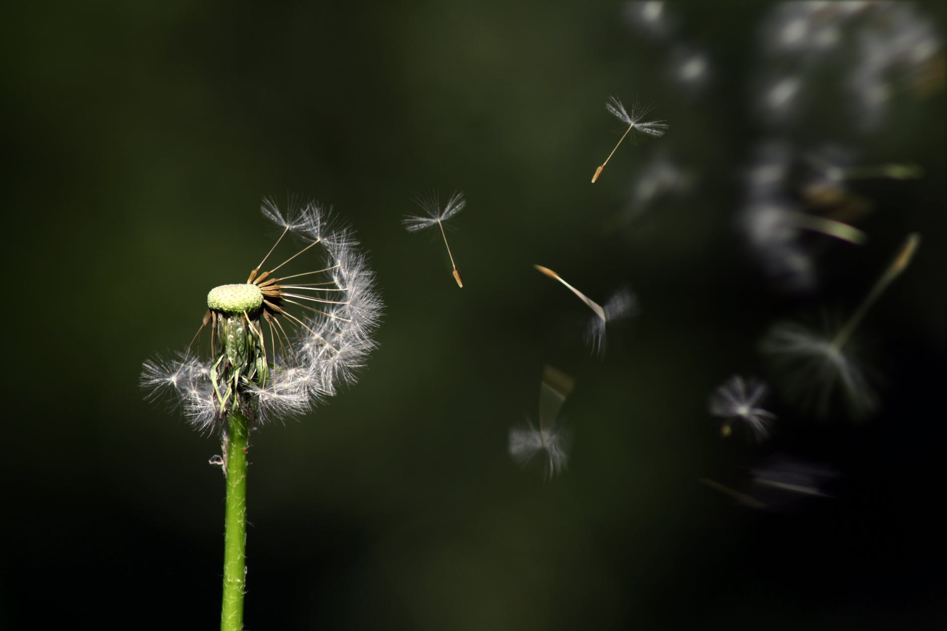 blossom blur close up dandelion