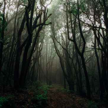 photo of forest with fog
