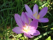 autumn-190836_960_720