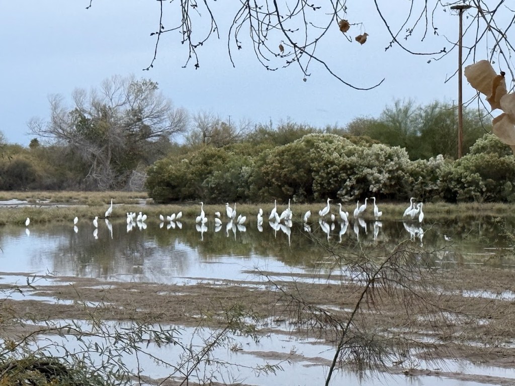At Riperian Preserve