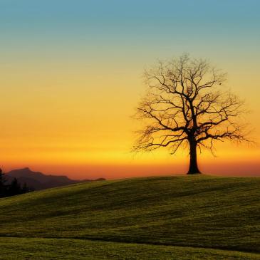 leafless tree on grass field