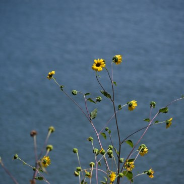 Summer